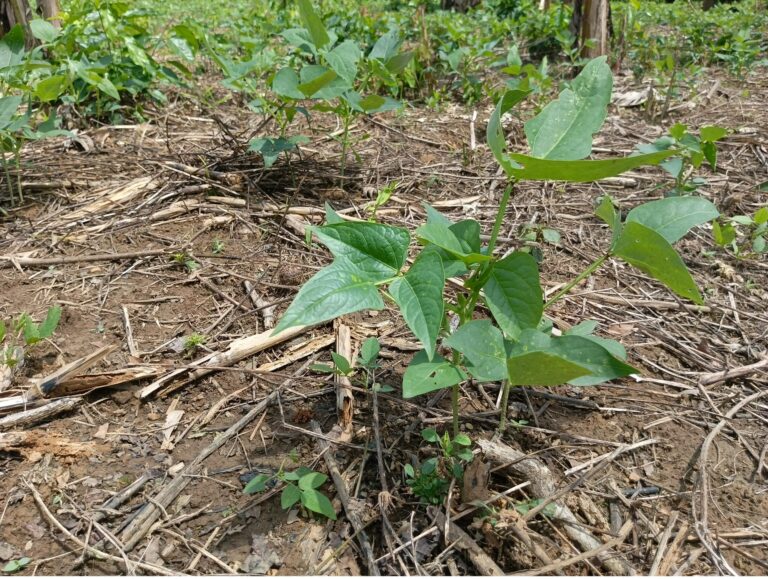 Christ Passover Beans Plant