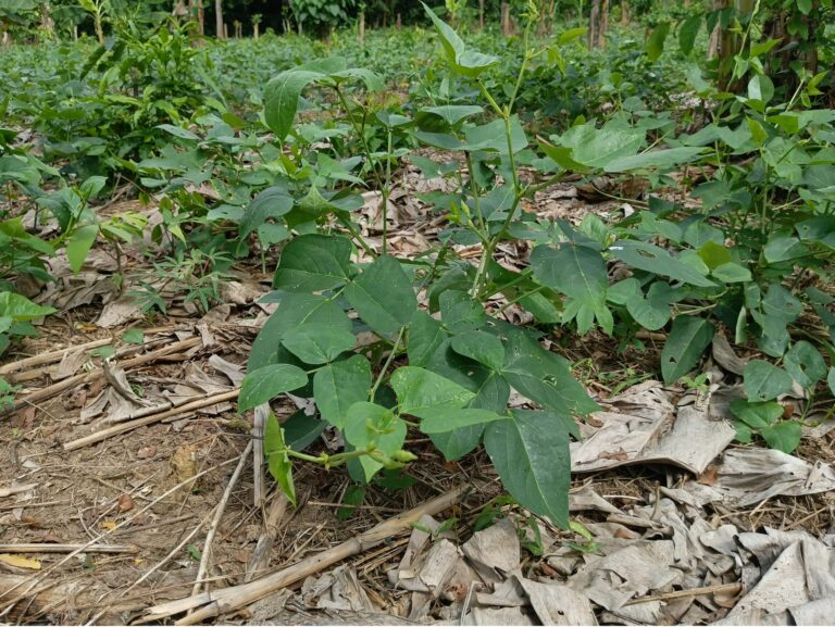 beans farm